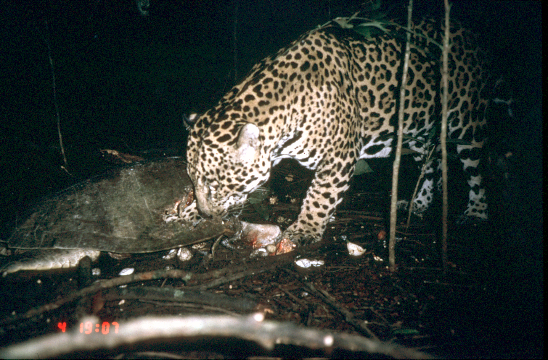 Jaguar