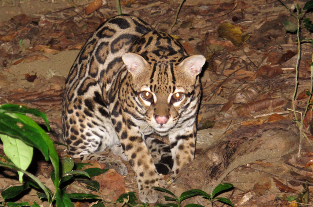 Ocelot