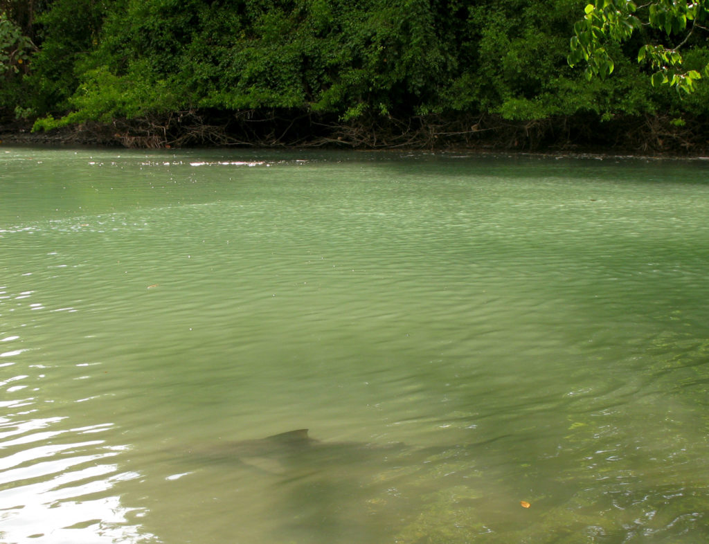 Bull shark in Rio Sirena